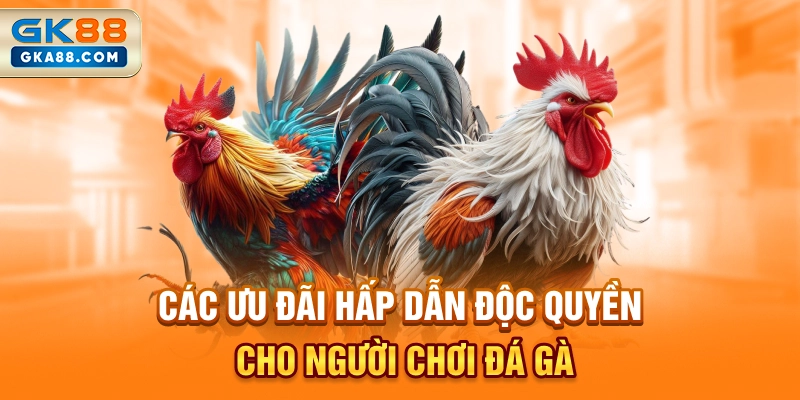 cac-uu-dai-hap-dan-doc-quyen-cho-nguoi-choi-da-ga