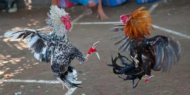 chuyen-gia-va-cong-dong-gk88