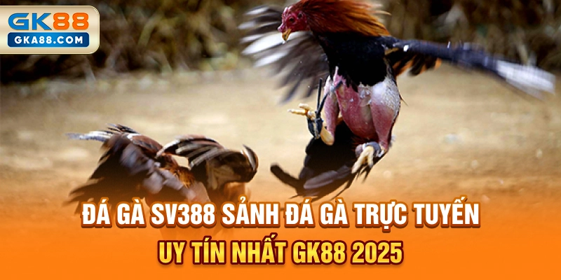 da-ga-sv388-sanh-da-ga-truc-tuyen-uy-tin-nhat-gk88-2025