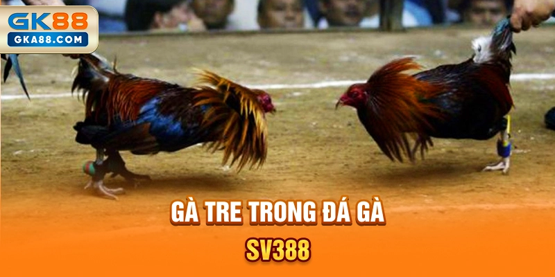 ga-tre-trong-da-ga-sv388